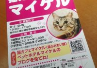 徳島猫カフェマイケル（猫ふれあい館）里親募集中！　ペットホテルマイケル